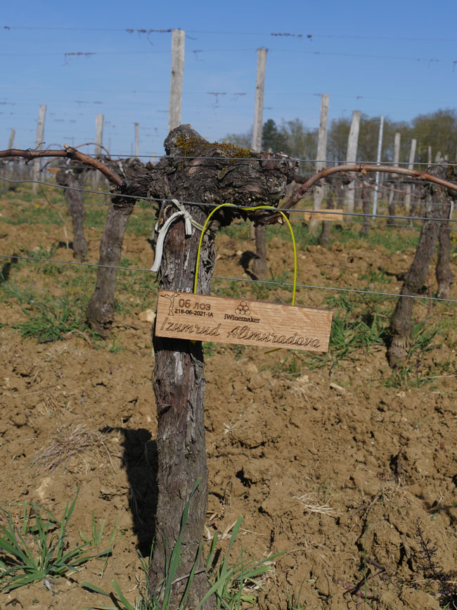 Виноградник на урожай